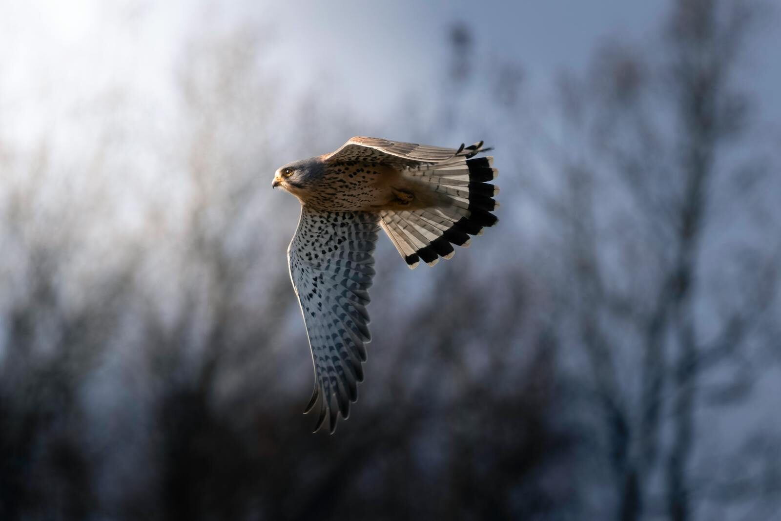 Transport Security Measures